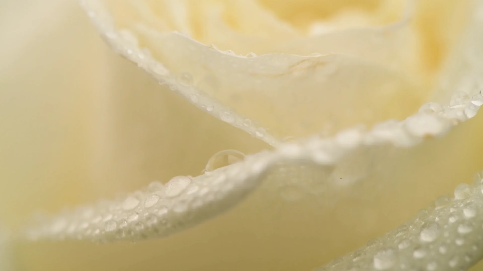 Podgląd wideo Jollien